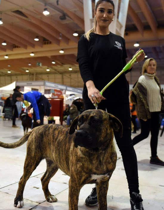 葡萄牙巨星赛后晒萌宠犬照片获粉丝点赞的简单介绍