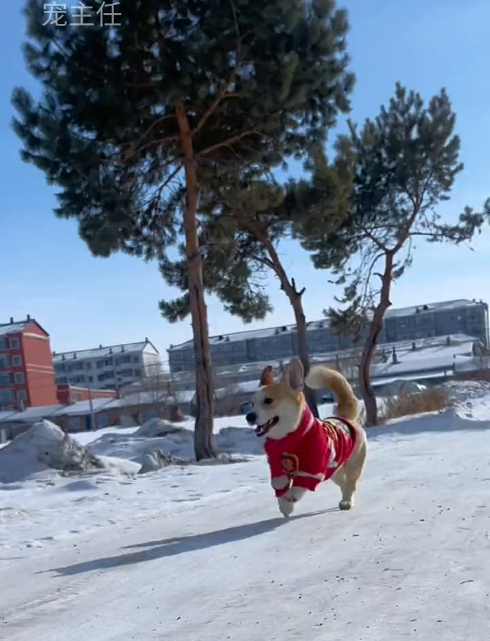葡萄牙巨星赛后晒萌宠犬照片获粉丝点赞的简单介绍