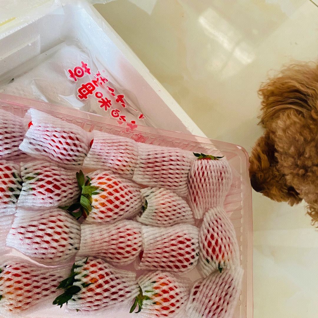 荷兰再战未果，苏格兰摘英格兰大果的简单介绍